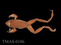 藏品(褐樹蛙)的圖片